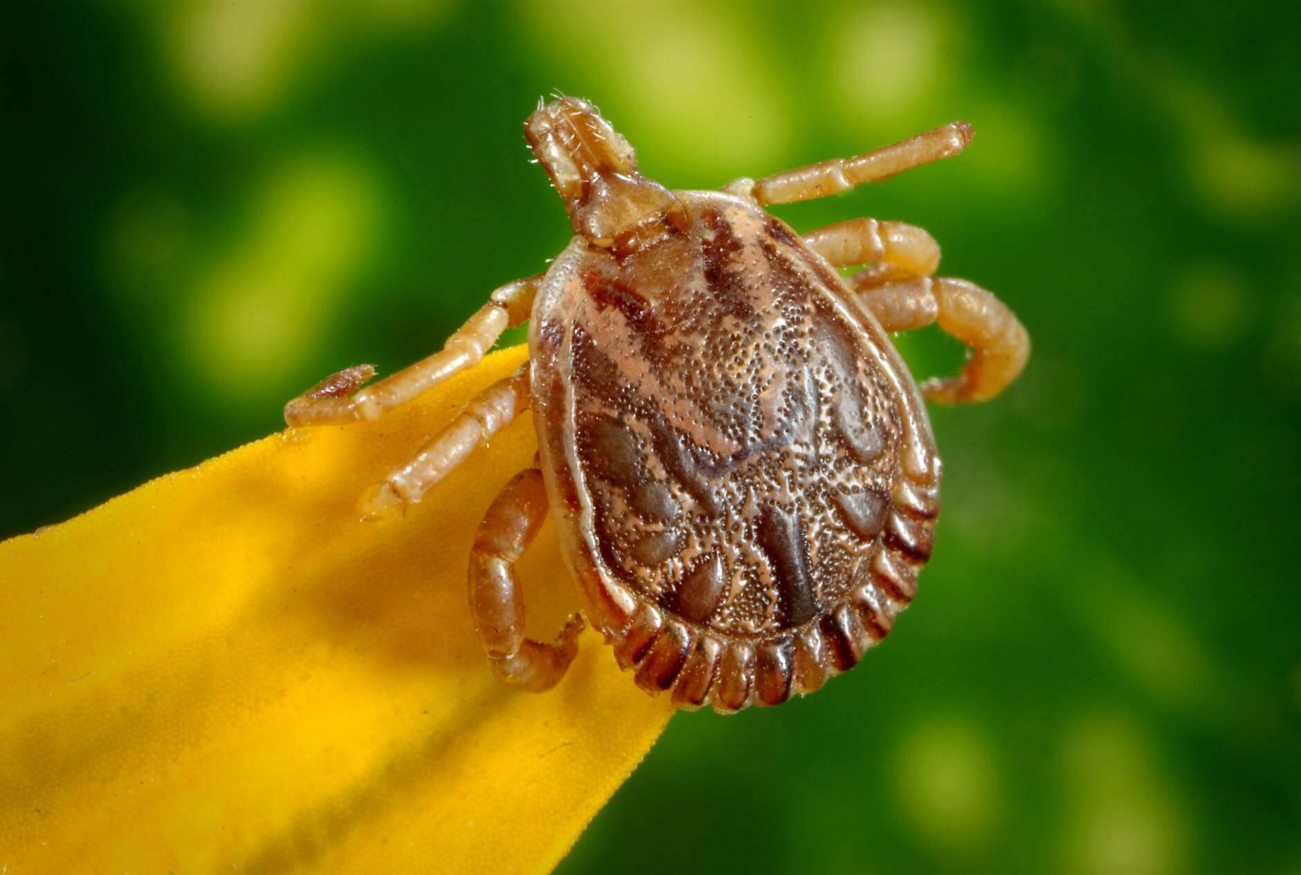 Scientist, Health Director Warning About New Tick Species, Diseases, Exploding Populations